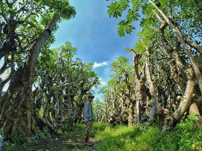 Hutan Kamboja Klaten